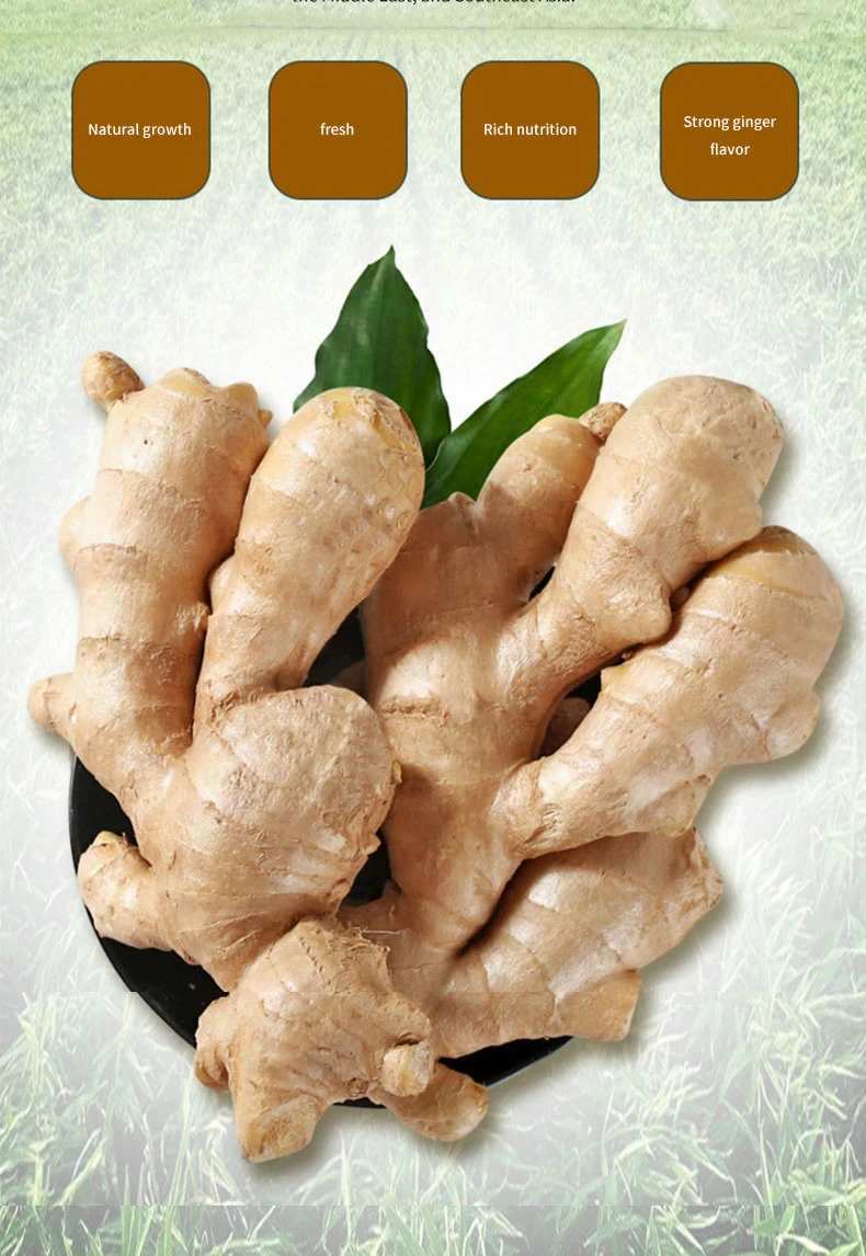 Fresh Ginger Origin Vietnam Best Quality Spices All Kinds Bulk Fresh Ginger Organic Ginger Fresh Ginger Crop Ginger for Wholesale