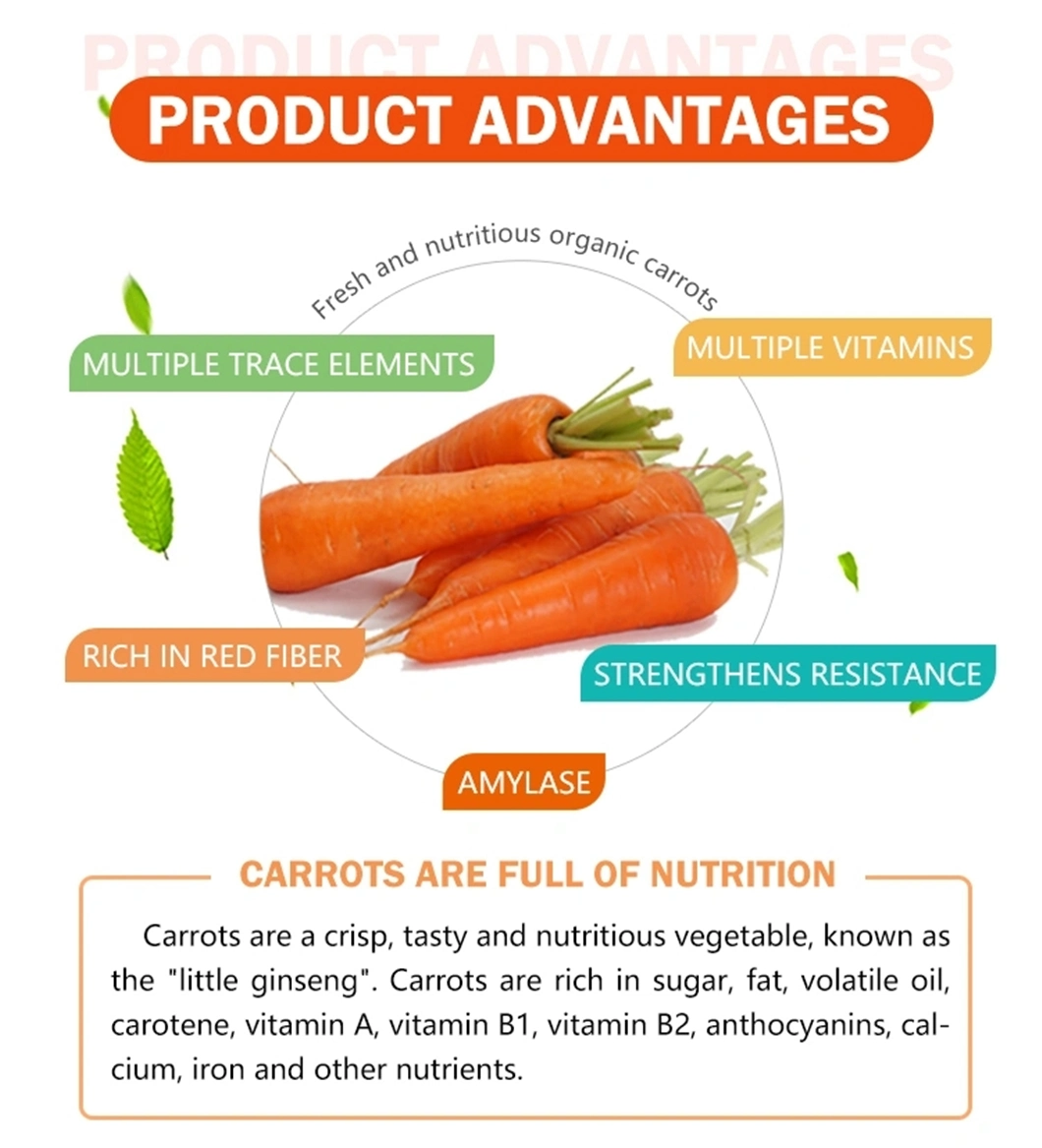 China New Crop Tasty Sweet Carrot Fresh Red Carrot