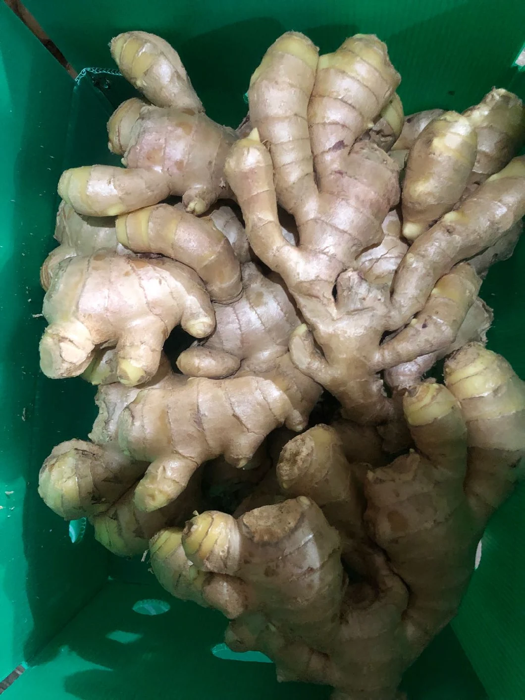 Best Quality Big Size Fresh Dry Ginger