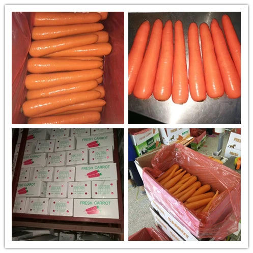 Fresh Chinese New Crop Carrots with Carton