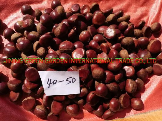 New Season Chinese Fresh Chestnut Chestnuts Fresh for Export Hot Sell Raw Chestnuts
