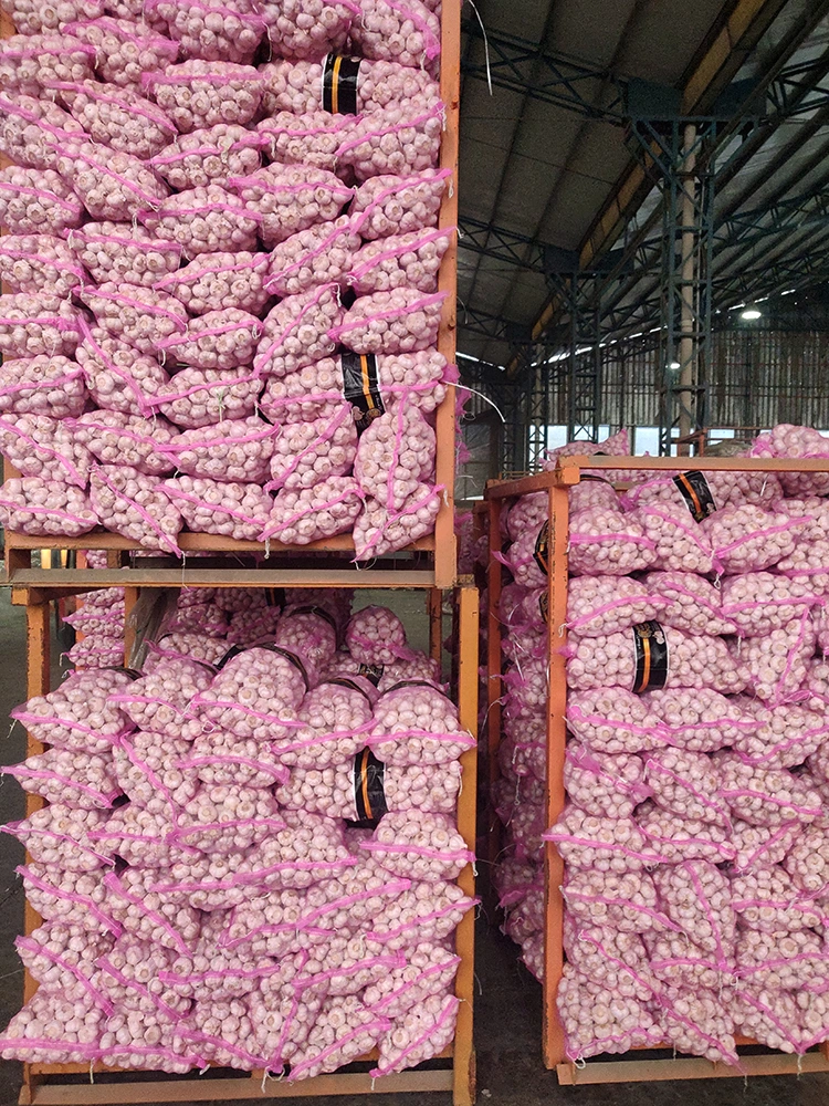 New Crop Fresh Vegetable Normal White Purple Garlic with High Quality