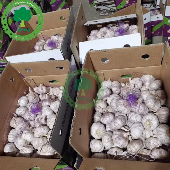 Ail blanc normal frais de bonne qualité