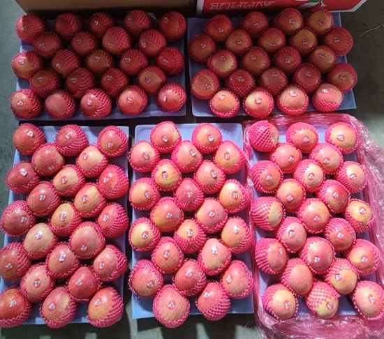 Pomme FUJI ensachée dans du papier rouge frais de Chine de nouvelle récolte de haute qualité