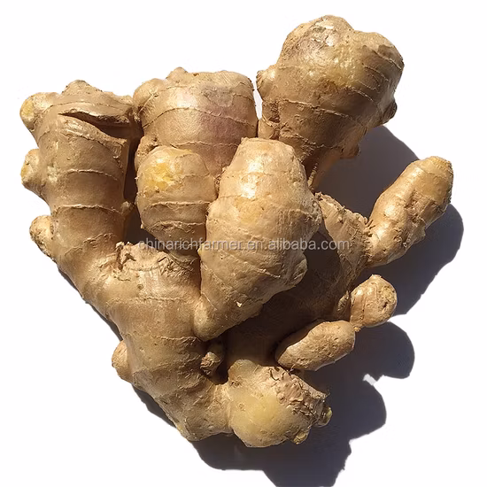 Golden Supplier New Crop Gingembre frais (200g et plus)