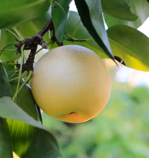 2022 Nouvelle récolte Hot Sale Fresh Fruit Fresh Ya Pear