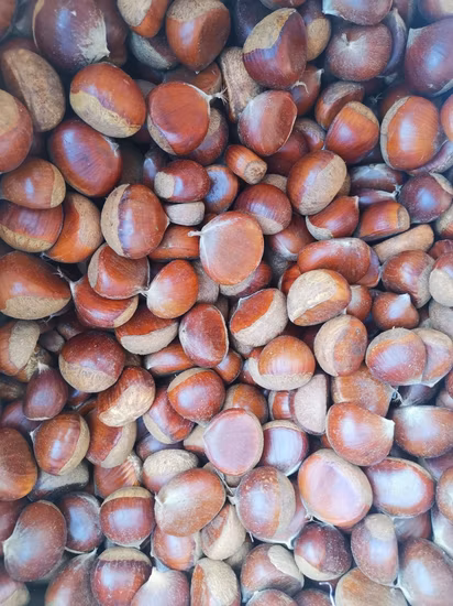 Fruits secs Châtaigne de Chine Châtaigne fraîche Châtaignes de Chine