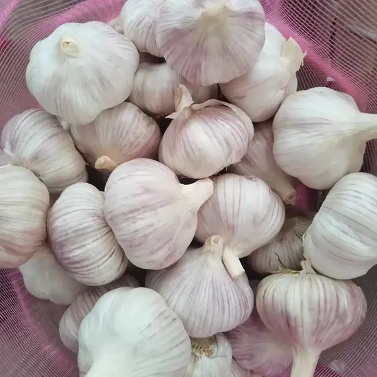 Nouvelle récolte d'ail/ail pelé/ail blanc pur/ail blanc normal de haute qualité