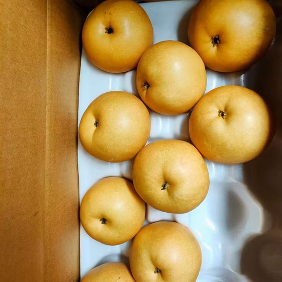 2022 Nouvelle récolte Premium Quality Chinese Fresh Ya Pear