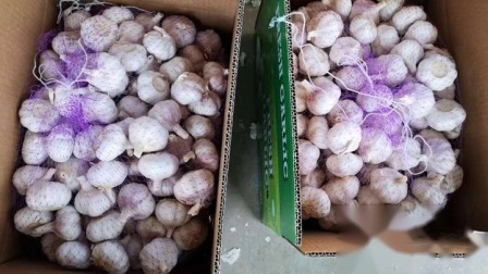 Nouveau gros Shandong bon prix exportation Solo pur pelé frais séché normal/Super blanc déshydraté ail