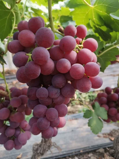 Fournitures professionnelles Pas facile de raisins violets périssables pour la vente en gros