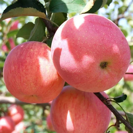 Fruit de pomme naturel frais FUJI rouge en vrac fruits de pommes fraîches de Chine