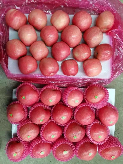 Pomme FUJI rouge pleine de fruits frais de Chine