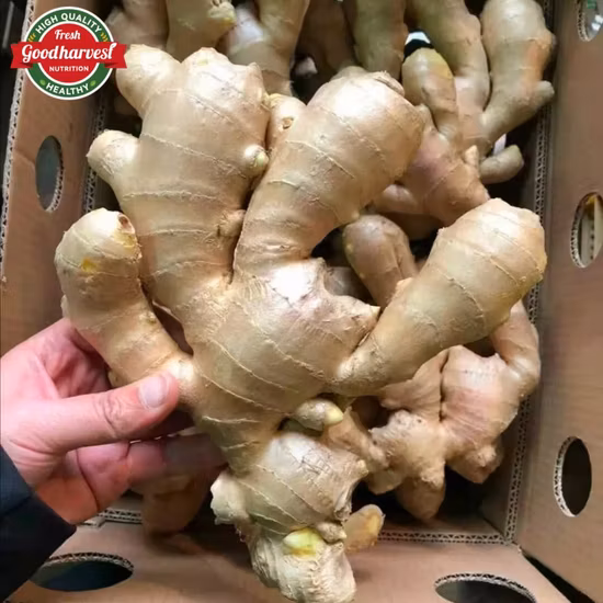 Jengibre sec frais Acheter des acheteurs de gingembre séché pour la vente en gros Chine Gingembre Gingembre biologique Aliments frais Gingembre Santé Alimentaire Gingembre séché à vendre Prix bon marché
